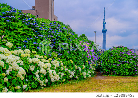 紫陽花（旧中川水辺公園） 129889455