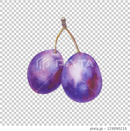Watercolor illustration of a pair of plums on a branch. The botanical template is isolated on a white background. Ripe fruit for healthy proper nutrition. Gardening. Clipart. Watercolor illustration of a pair of plums on a branch. The botanical template is isolated on a white background. Ripe fruit for healthy proper nutrition. Gardening. Clipart. 129890218