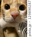 猫のドアップ 129890287