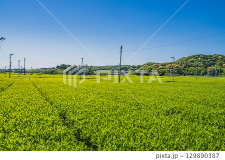 袋井市の茶畑の風景(静岡県) 袋井市の茶畑の風景(静岡県) 129890387