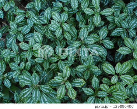 葉脈に宿る羽根模様―ケアンズ植物園のカラテア 葉脈に宿る羽根模様―ケアンズ植物園のカラテア 129890406