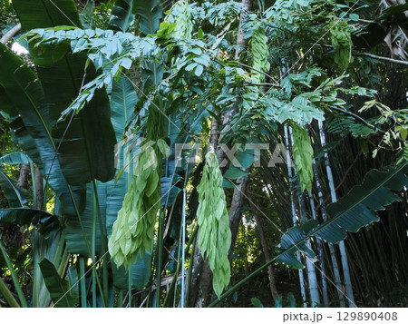 葉の天蓋と垂れる花苞―ケアンズ植物園のバナナ 129890408
