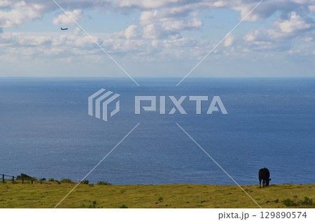 八丈島で放牧される黒牛　東京 129890574