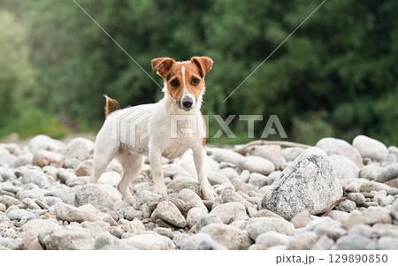 Small Jack Russell terrier walking n round rocks near the river, her fur wet from swimming, blurred trees in background Small Jack Russell terrier walking n round rocks near the river, her fur wet from swimming, blurred trees in background 129890850