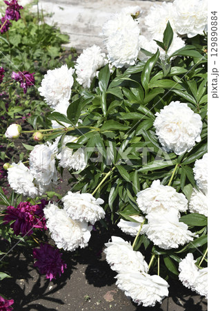 Peony bushes in the summer garden. The flowers of the peonies are red and white. A blooming garden in summer. Peony bushes in the summer garden. The flowers of the peonies are red and white. A blooming garden in summer. 129890884