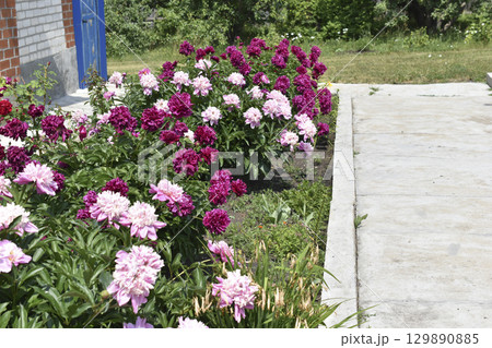 Peony bushes in the summer garden. The flowers of the peonies are red and white. A blooming garden in summer. Peony bushes in the summer garden. The flowers of the peonies are red and white. A blooming garden in summer. 129890885