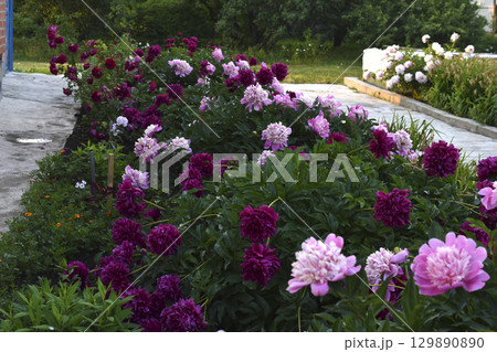 Peony bushes in the summer garden. The flowers of the peonies are red and white. A blooming garden in summer. 129890890