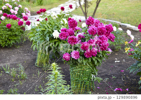 Peony bushes in the summer garden. The flowers of the peonies are red and white. A blooming garden in summer. 129890896