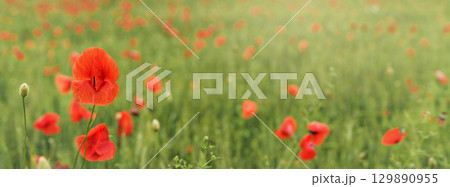Bright red poppy flowers growing in field of green unripe wheat, wide banner 129890955