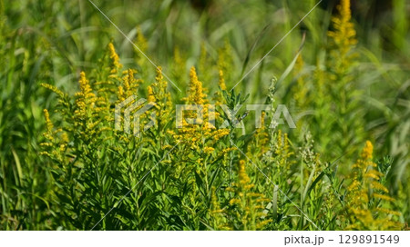 セイタカアワダチソウ (Golden rod) セイタカアワダチソウ (Golden rod) 129891549