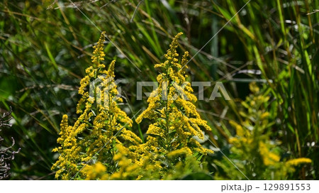 セイタカアワダチソウ (Golden rod) 129891553