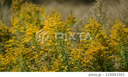 セイタカアワダチソウ (Golden rod) セイタカアワダチソウ (Golden rod) 129891561