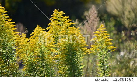 セイタカアワダチソウ (Golden rod) セイタカアワダチソウ (Golden rod) 129891564