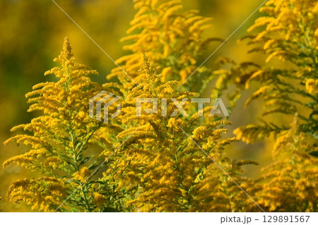 セイタカアワダチソウ (Golden rod) セイタカアワダチソウ (Golden rod) 129891567
