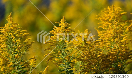 セイタカアワダチソウ (Golden rod) セイタカアワダチソウ (Golden rod) 129891569