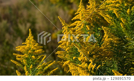 セイタカアワダチソウ (Golden rod) セイタカアワダチソウ (Golden rod) 129891570
