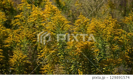 セイタカアワダチソウ (Golden rod) セイタカアワダチソウ (Golden rod) 129891574
