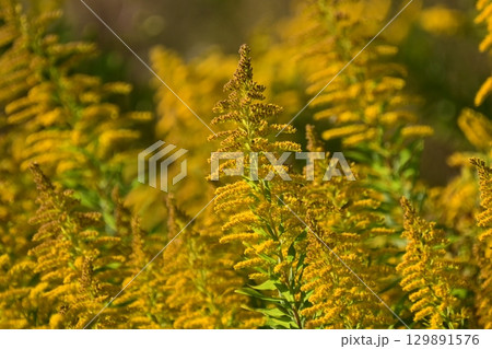 セイタカアワダチソウ (Golden rod) セイタカアワダチソウ (Golden rod) 129891576
