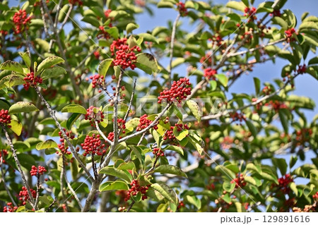 クロガネモチ(縁起物にも) クロガネモチ(縁起物にも) 129891616