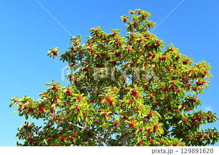 クロガネモチ(縁起物にも) クロガネモチ(縁起物にも) 129891620