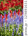 鮮やかなサルビアの花 129891631