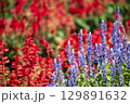 鮮やかなサルビアの花 129891632