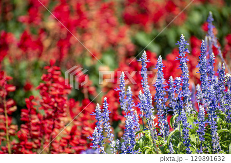 鮮やかなサルビアの花 129891632