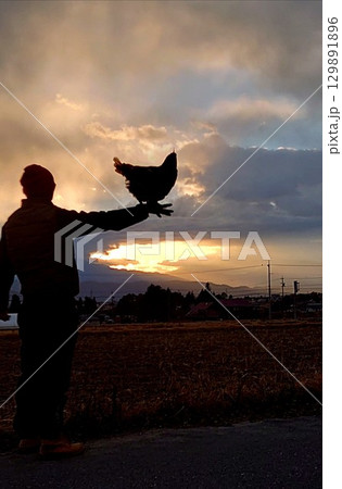 にわとり家族　人鶏一体.8 129891896