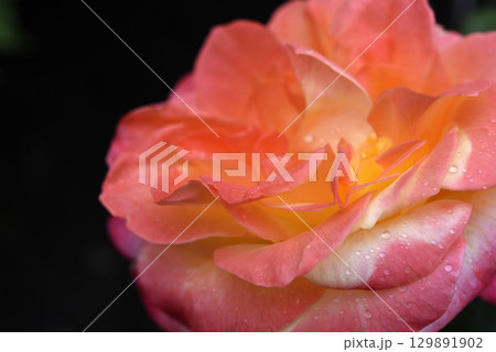 Pink and yellow rose. A large yellow rose. Flower close-up. Pink and yellow rose. A large yellow rose. Flower close-up. 129891902