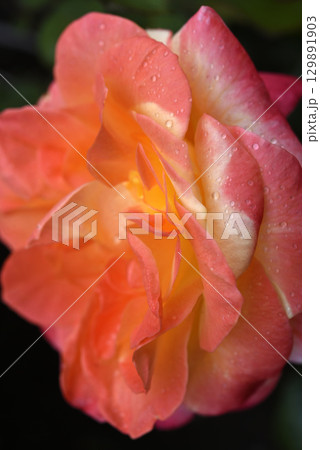 Pink and yellow rose. A large yellow rose. Flower close-up. 129891903