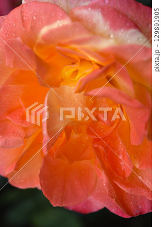 Pink and yellow rose. A large yellow rose. Flower close-up. 129891905
