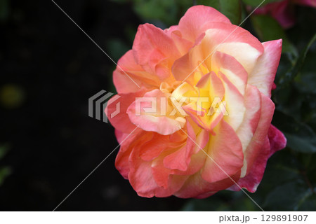 Pink and yellow rose. A large yellow rose. Flower close-up. Pink and yellow rose. A large yellow rose. Flower close-up. 129891907