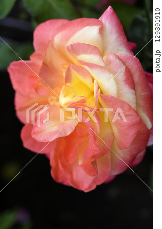 Pink and yellow rose. A large yellow rose. Flower close-up. 129891910