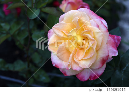 Pink and yellow rose. A large yellow rose. Flower close-up. 129891915