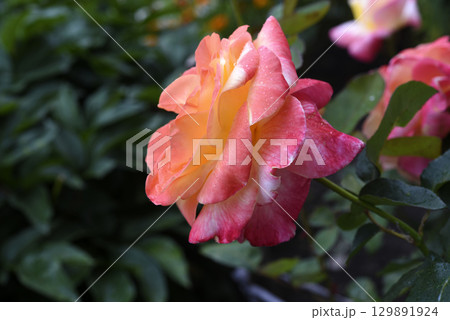 Pink and yellow rose. A large yellow rose. Flower close-up. 129891924