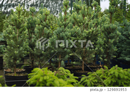 Dense blue spruce trees in nursery with lush foliage for sale. Evergreen plants in cultivated garden setting. Close up. Outdoors. Gardening. Dense blue spruce trees in nursery with lush foliage for sale. Evergreen plants in cultivated garden setting. Close up. Outdoors. Gardening. 129891953
