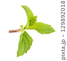 Mint leaves isolated on white background 129892018