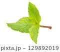 Fresh mint leaves isolated on white background 129892019