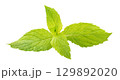 Fresh mint isolated on white background 129892020