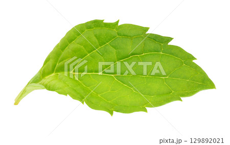 One mint leaf isolated on white background 129892021