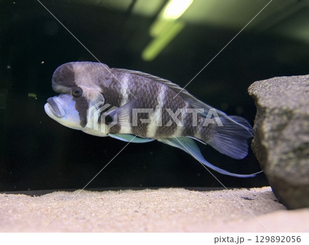 Unique freshwater fish swimming gracefully in an aquarium showcasing vibrant colors and distinct patterns during a tranquil moment 129892056