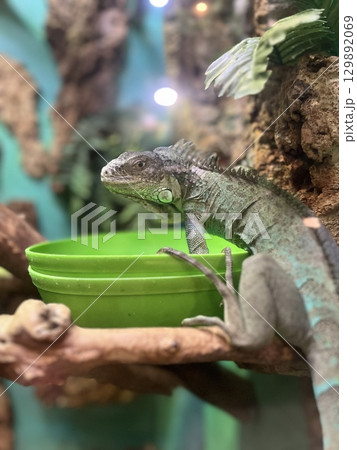Iguana resting near a green water bowl in a vibrant terrarium filled with natural elements and dramatic lighting Iguana resting near a green water bowl in a vibrant terrarium filled with natural elements and dramatic lighting 129892069