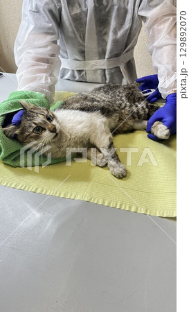 Veterinarian assists a cat wrapped in a towel during a check-up while wearing protective gloves in a clinic environment 129892070