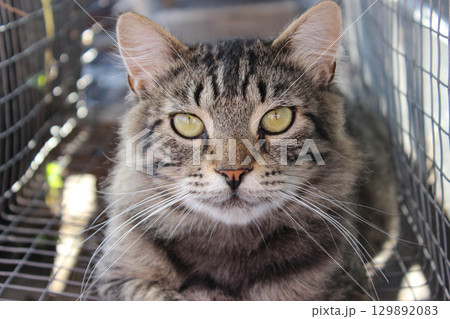 Classic tabby house cat, Looking towards camera. Beautiful tabby gray cat with big eyes resting outdoors, shelter for homeless animals, cat rescue center. Classic tabby house cat, Looking towards camera. Beautiful tabby gray cat with big eyes resting outdoors, shelter for homeless animals, cat rescue center. 129892083