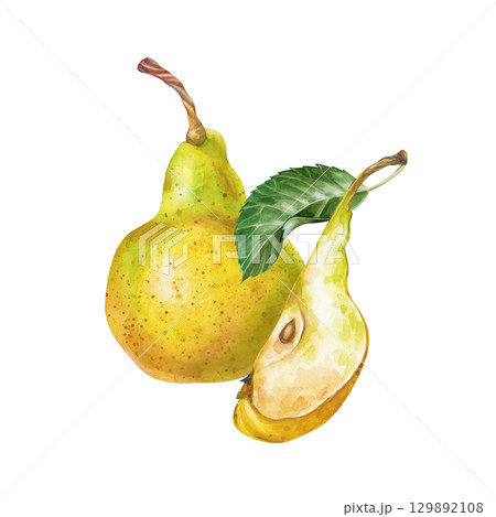 Watercolor composition with pears, hand-drawn. A botanical template with a whole pear and a piece of ripe fruit is isolated on a white background. Dietary healthy food. Harvesting. Watercolor composition with pears, hand-drawn. A botanical template with a whole pear and a piece of ripe fruit is isolated on a white background. Dietary healthy food. Harvesting. 129892108