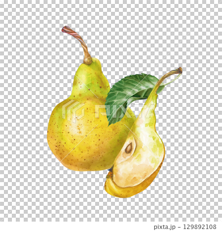 Watercolor composition with pears, hand-drawn. A botanical template with a whole pear and a piece of ripe fruit is isolated on a white background. Dietary healthy food. Harvesting. Watercolor composition with pears, hand-drawn. A botanical template with a whole pear and a piece of ripe fruit is isolated on a white background. Dietary healthy food. Harvesting. 129892108