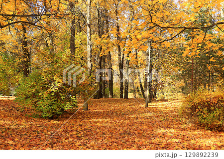 Autumn park in October on a sunny day, path with red maple leaves and oaks, background. Beautiful bright natural landscape in the park, seasons, golden autumn season, invitation to walk, selective Autumn park in October on a sunny day, path with red maple leaves and oaks, background. Beautiful bright natural landscape in the park, seasons, golden autumn season, invitation to walk, selective 129892239