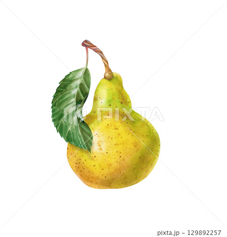 A ripe pear with a green leaf, hand-drawn on a white background. Watercolor illustration of a juicy fruit. A template for labels, menus, cooking manuals, gardening books. A ripe pear with a green leaf, hand-drawn on a white background. Watercolor illustration of a juicy fruit. A template for labels, menus, cooking manuals, gardening books. 129892257
