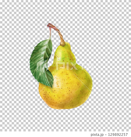 A ripe pear with a green leaf, hand-drawn on a white background. Watercolor illustration of a juicy fruit. A template for labels, menus, cooking manuals, gardening books. A ripe pear with a green leaf, hand-drawn on a white background. Watercolor illustration of a juicy fruit. A template for labels, menus, cooking manuals, gardening books. 129892257