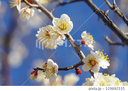 白梅「四日市南部丘陵公園 梅園」 白梅「四日市南部丘陵公園 梅園」 129892535